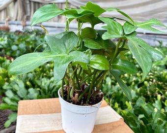 May include: A Philodendron plant with glossy, lobed, bright green leaves growing from thin stems. The plant is potted in a simple, smooth white plastic container, showcasing a vibrant foliage structure with distinct leaf shapes and deep green hues.