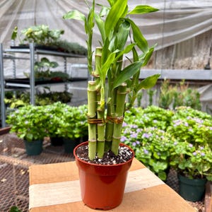 May include: A lucky bamboo plant with multiple green stalks arranged vertically in a small, round, terracotta-colored plastic pot. The stalks are secured together with thin, gold-colored wire bands, and the plant features vibrant green leaves.