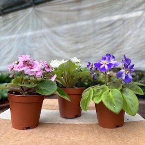 May include: Three potted African violet plants with vibrant blooms. One plant has pink flowers, another has white flowers, and the third has purple flowers with white centers. The plants are in brown plastic pots, showcasing the colorful blossoms.