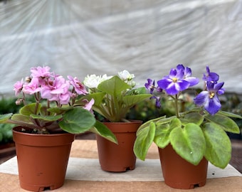 3" African Violet Bundle 3PK Plant Live