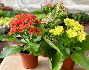 3" Kalanchoe Bundle 3PK Plant Live