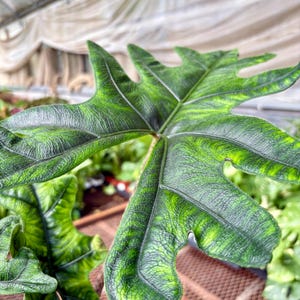 May include: A large, deeply lobed Alocasia plant leaf featuring a dark green, textured surface with prominent, lighter green veins. The leaf has a distinct, elongated shape with wavy edges and a glossy finish, showcasing a complex, intricate pattern.