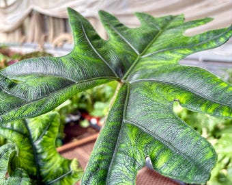 May include: A large, deeply lobed Alocasia plant leaf featuring a dark green, textured surface with prominent, lighter green veins. The leaf has a distinct, elongated shape with wavy edges and a glossy finish, showcasing a complex, intricate pattern.