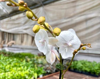 Phal. Miki White Swan '00', Big White Flowers, Robust Root System
