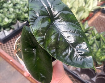 Alocasia Green Unicorn (azlanii X Dragon Scale) 4