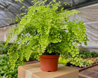 Fern Maindenhair Plant Live