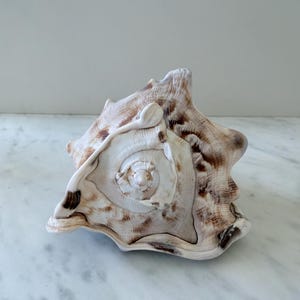 Vintage | Tiger Stripe Helmet Shell | Natural Coastal Decor | Organic Modern | Shelf Styling
