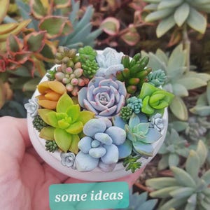 assorted succulent mix – pink purple varieties in 2-Inch pots for dIY projects