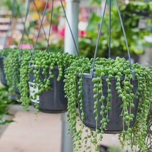 purple bell pepper plants Lilac Bell, Pepper – Life Root Farm main image 0
