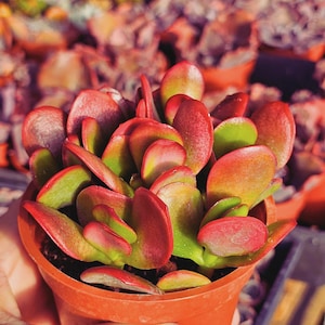 Red Jade Plants - Etsy