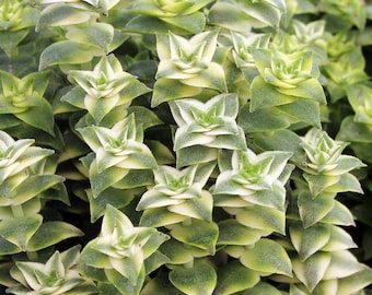 Bunte Knöpfe Sukkulenten | rosa cremefarbene Crassula perforata lant.