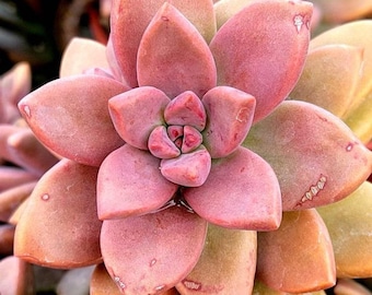 Graptosedum alpenglow, una suculenta color café bronce, planta de roseta viva, planta de interior de fácil cuidado.