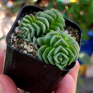 Crassula dorothy rosette succulent | small 2 inch pot indoor plant.