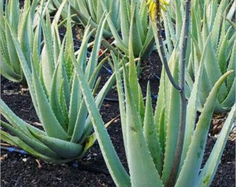 lebendige Aloe Vera Pflanze - pflegeleichte sukkulente Zimmerpflanze, Zimmergrün im Topf