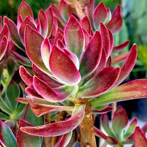 May include: A succulent plant featuring pointed, fleshy leaves with a velvety texture. The leaves display a gradient of deep red and burgundy at the tips, transitioning to a muted green at the base. The plant has a central stem and multiple rosettes.