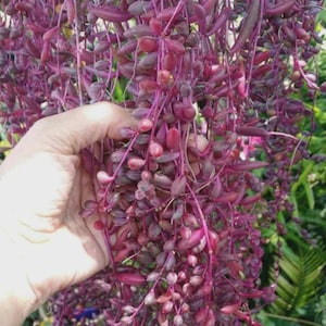 May include: A trailing succulent plant featuring numerous small, elongated, teardrop-shaped leaves in deep shades of purple and magenta. The plant has thin, flexible stems that cascade downward, creating a dense, textured cluster of foliage.
