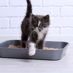 May include: A gray and white kitten stepping out of a gray litter box filled with wood-based cat litter. The kitten has blue eyes and is in front of a white brick wall.