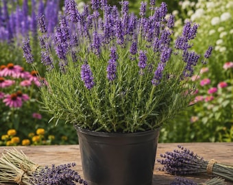 English Lavender Live Plant, Lavandula Angustifolia, Cottage Garden Herb, Container Plant