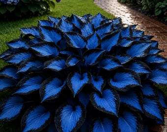 Rare Blue Hosta Live Plant | Hardy Shade Garden Perennial, Outdoor Landscaping