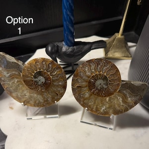 Puede incluir: Dos conchas de amonitas fosilizadas, cortadas por la mitad para revelar el intrincado patrón en espiral. Las conchas se exhiben sobre soportes de acrílico transparente. El texto "Opción 1" es visible en la esquina superior izquierda.