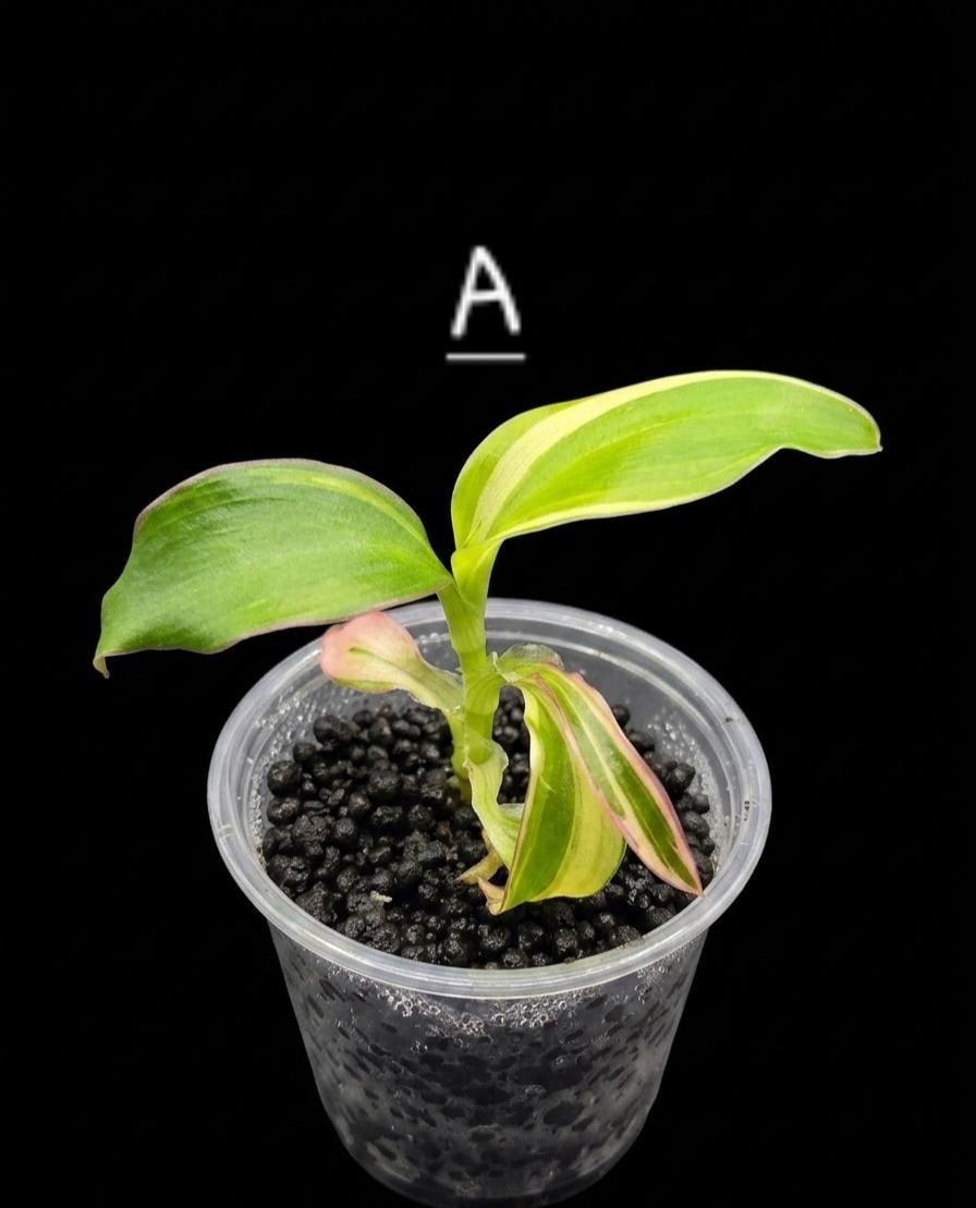Musa florida variegated - Etsy 日本