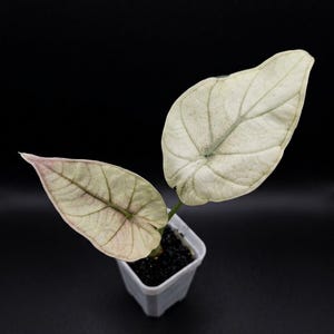 Variegated regal shield - Etsy 日本