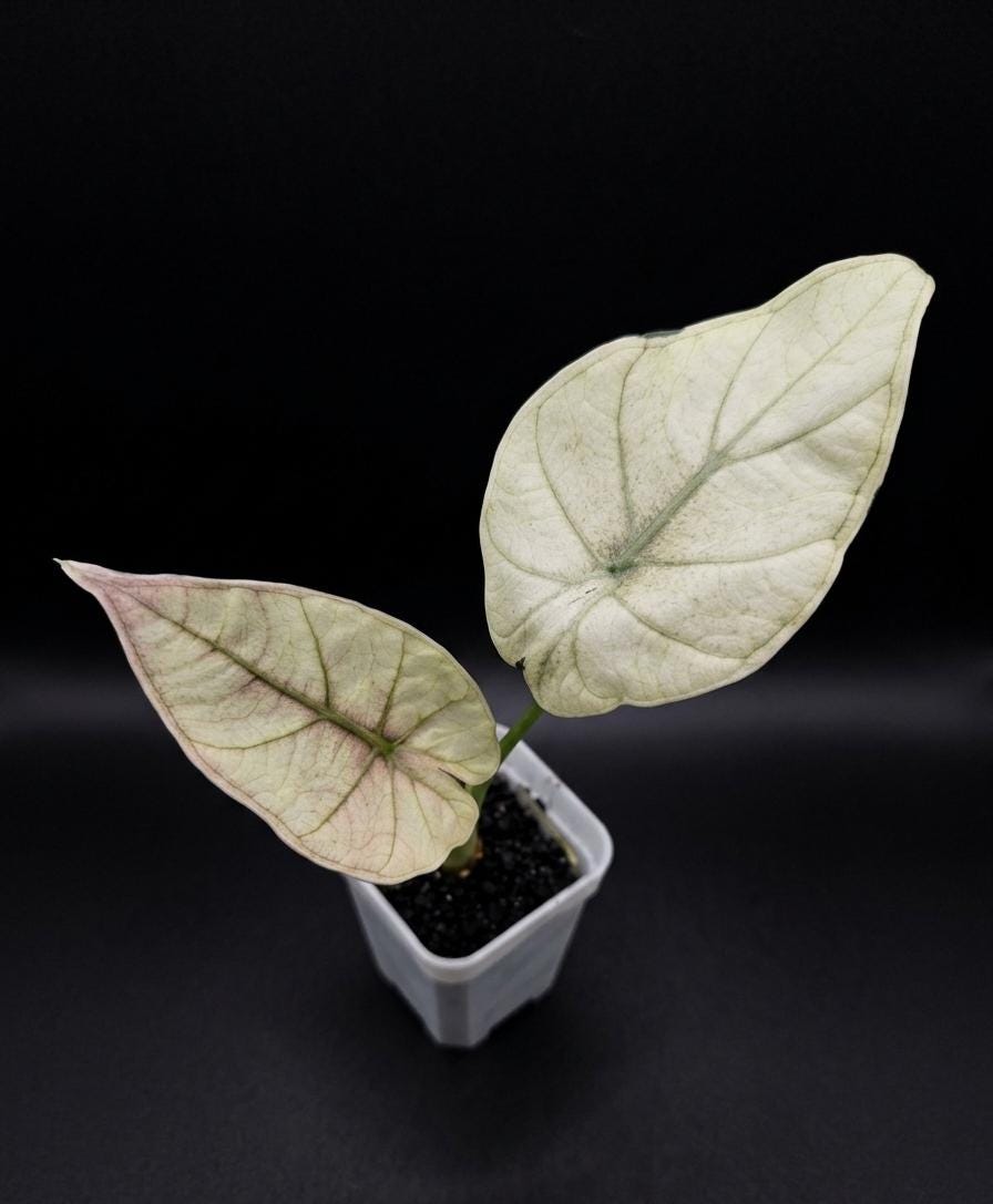 Alocasia regal shields - Etsy 日本