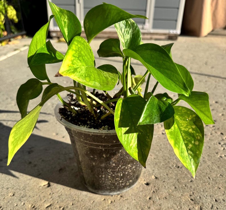 Mixed Pothos Live Plant (golden Pothos & Marble Queen Variation) in 5 ...