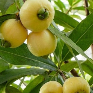 May include: A cluster of round, pale yellow wax apples hanging from a tree branch. The fruit features smooth, waxy skin and a small green calyx at the base. The surrounding foliage consists of long, pointed, vibrant green leaves with visible veins.