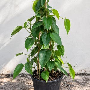May include: A vibrant green heart-shaped leaf plant growing upward on a wooden trellis structure. The plant is potted in a black plastic container filled with dark soil, showcasing multiple stems and lush foliage reaching toward the top.