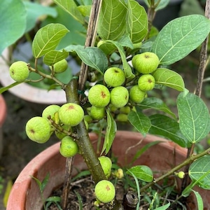 May include: A potted Ficus carica plant featuring a thick, dark brown woody stem and numerous bright green, round fruits growing along the branches. The plant has broad, oval-shaped green leaves and is supported by thin wooden stakes.