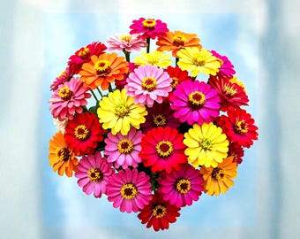 Más de 100 semillas de Zinnia Lilliput Autumn Mix, semillas de flores tradicionales no transgénicas, flores de doble floración para jardín, aptas para polinizadores.