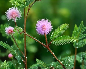 Más de 200 semillas de Mimosa Pudica Sensitive Plant, semillas de Touch Me Not Plant, planta de interior interactiva, flor de jardín tradicional única