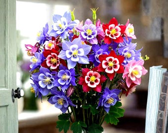 Más de 400 semillas de aguileña McKana Giants, semillas de flores perennes híbridas de aquilegia, mezcla para jardín de colibríes, ganadora del premio AAS, sin OMG.