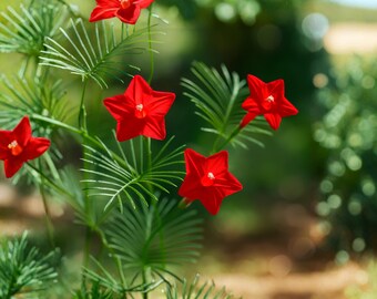 Más de 20 semillas de enredadera cardenal, Ipomoea Sloteri (enredadera colibrí), semillas de enredadera de flores rojas, flor anual de jardín.