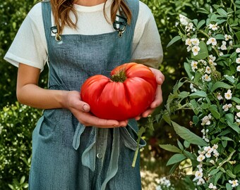 Más de 200 semillas de tomate gigante americano tipo Beefsteak, semillas de tomate tradicionales no transgénicas, tomates rojos grandes para rebanar, ideales para cultivar en el jardín.