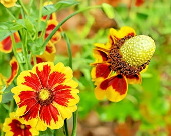 Más de 500 semillas de Ratibida Columnifera, semillas de flores silvestres nativas, perenne tolerante a la sequía, jardín para polinizadores.