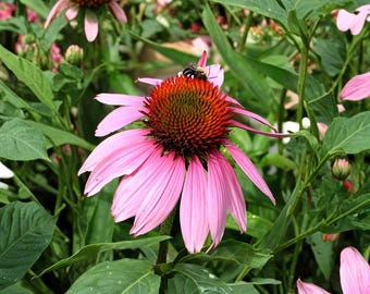 Más de 200 semillas de equinácea (Echinacea purpurea), semillas de flores perennes nativas, flores silvestres para jardines de polinizadores, siembra de primavera.
