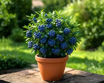 Más de 100 semillas de arándano europeo (Vaccinium Myrtillus), semillas de arbusto bajo poco común, planta de bayas tradicional para cultivar en el jardín.