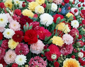 Más de 600 semillas de clavel de doble floración, flores de Dianthus Caryophyllus, semillas de clavel de doble floración, mezcla para jardín de flores cortadas