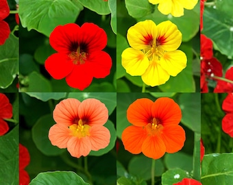 Más de 20 semillas de mezcla de capuchinas, flores enanas de Tropaeolum Majus, flores coloridas para el jardín, semillas de flores resistentes a la sequía.