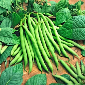 Más de 75 semillas de judías trepadoras Blue Lake / Judías verdes sin hebras / Variedad tradicional no transgénica / Phaseolus vulgaris / Semillas para huerto