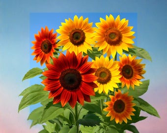Más de 100 semillas de girasol Autumn Beauty, mezcla tradicional de Helianthus Annuus, semillas para jardín de flores cortadas, girasoles multicolores, sin OGM.