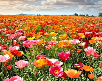 Más de 500 semillas de mezcla de amapolas de California, semillas de flores silvestres Eschscholzia californica, flores de jardín resistentes a la sequía, mezcla sin OGM.