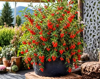 50 semillas de bayas de goji, semillas de bayas de lobo chinas, arbusto frutal tradicional Lycium barbarum, planta comestible de jardín resistente al frío y no transgénica.