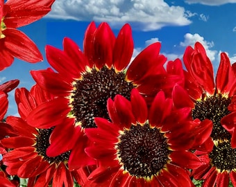 30 semillas de girasol Red Sun, girasol reliquia granate raro, semillas de jardín de flores cortadas de color rojo intenso, semillas de Helianthus Annuus
