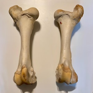 May include: Two off-white, textured animal femur bones positioned vertically. Each bone features a rounded, bulbous proximal end and a wider, complex distal end with smooth, worn surfaces and natural variations in color, including light brown tones.