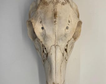 Naturally Cleaned Deer Skull With Mandible - Ethically Sourced