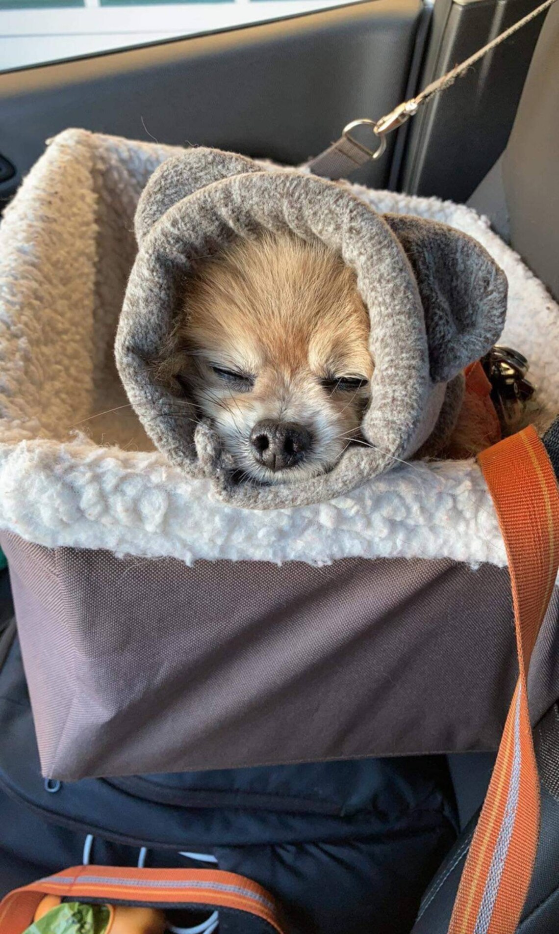 Ruffmuffs noise reducing earmuffs for dogs Etsy