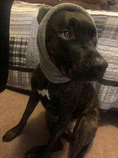 craigslist long island community pets